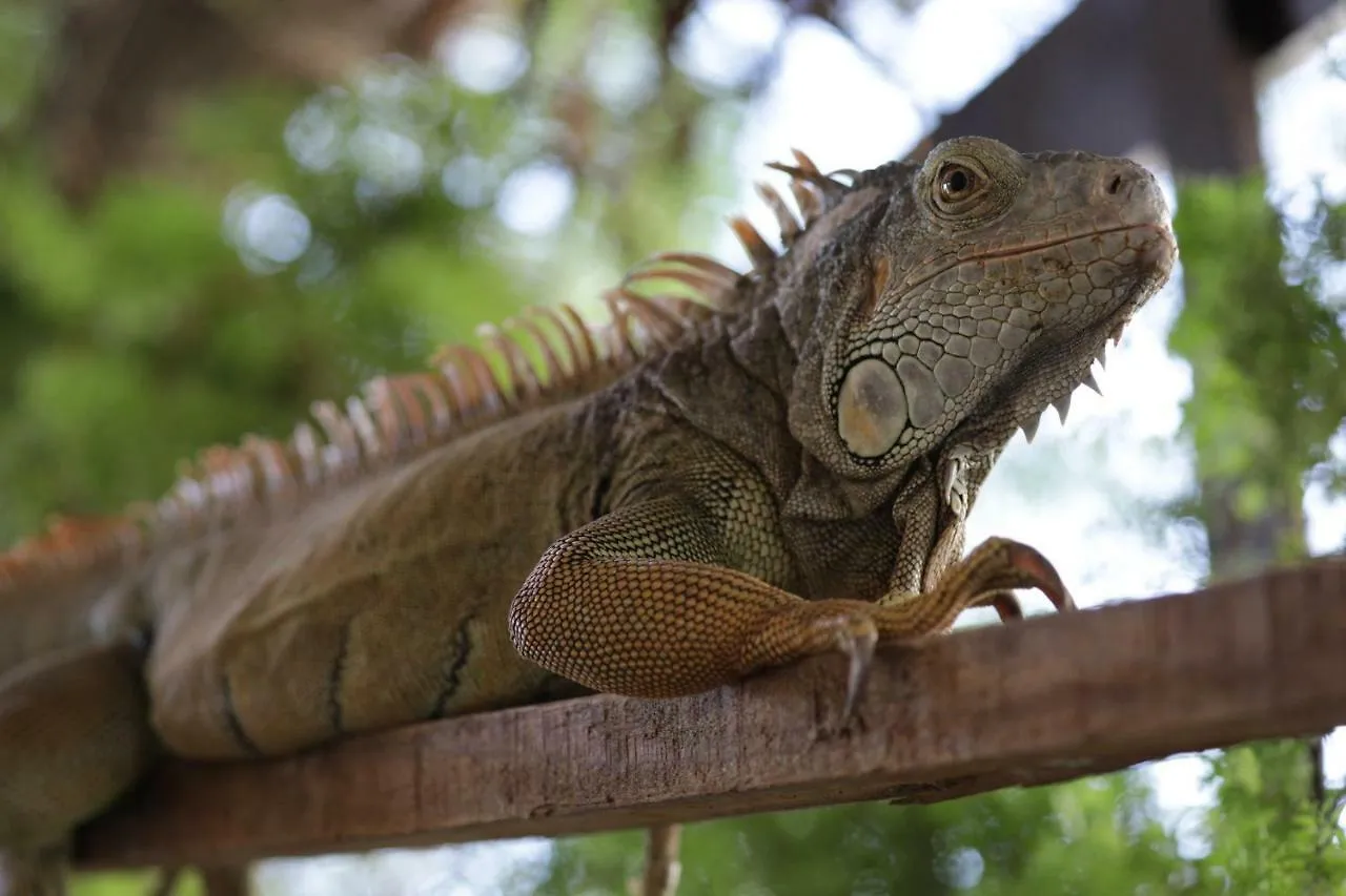 Bed & Breakfast Villa Iguana Bayahibe